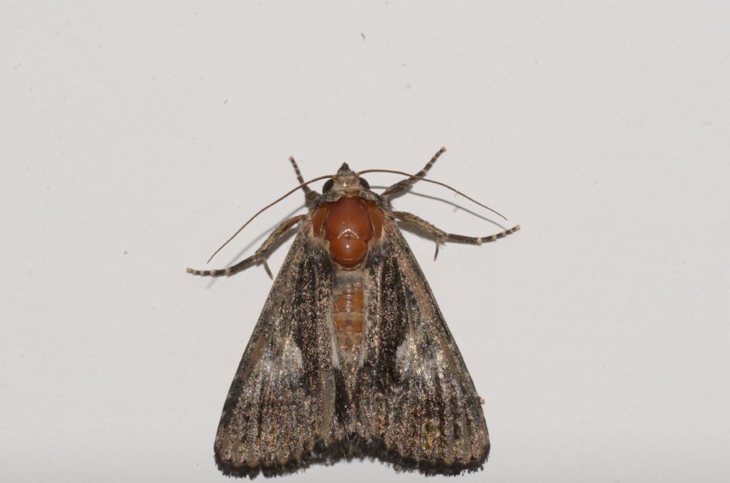 Noctuidae? S, Aedia funesta